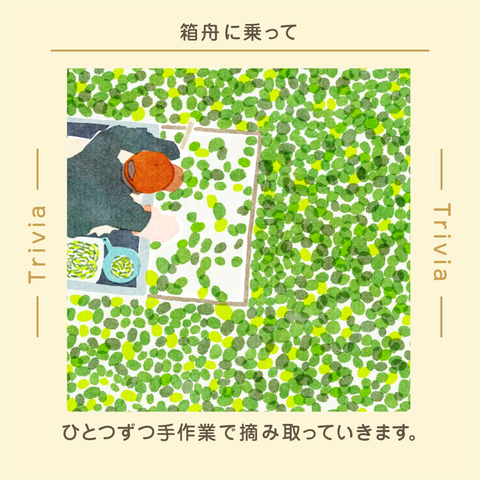 きょうの豆知識