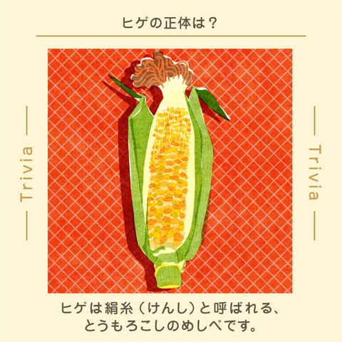 きょうの豆知識