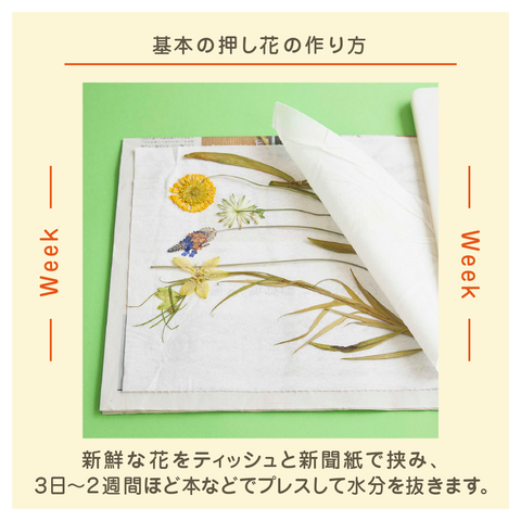 MMMG ミリメートル ミリグラム 日めくりカレンダー MMMG ミリメートル ミリグラム 日めくりカレンダー