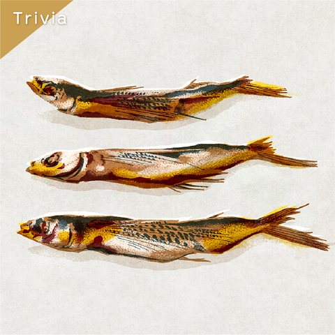 きょうの豆知識