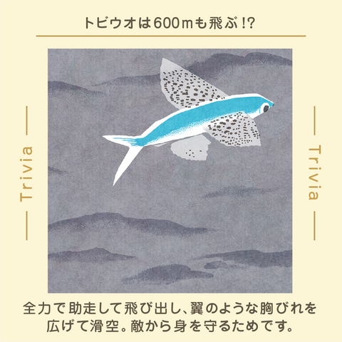 きょうの豆知識