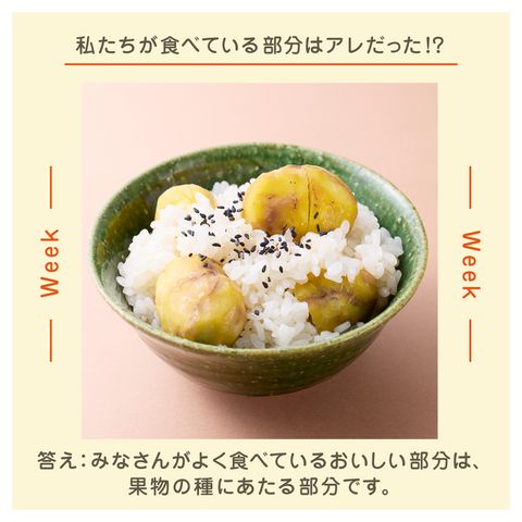 きょうの豆知識