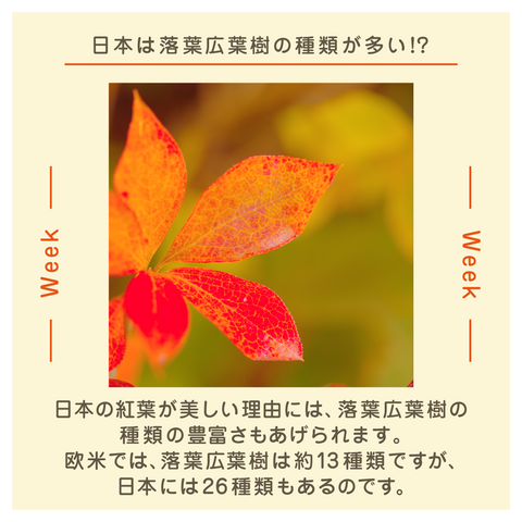 きょうの豆知識