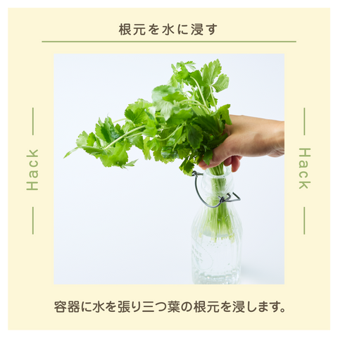 きょうの豆知識