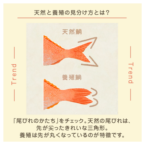 きょうの豆知識