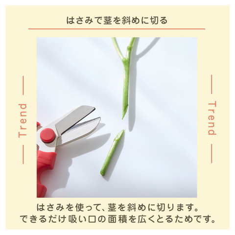きょうの豆知識