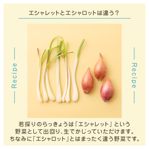 きょうの豆知識