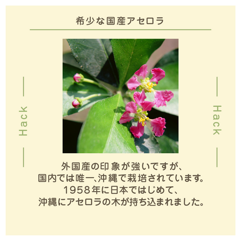 きょうの豆知識