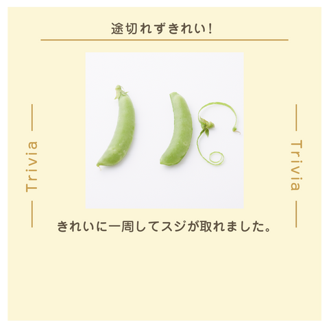 きょうの豆知識