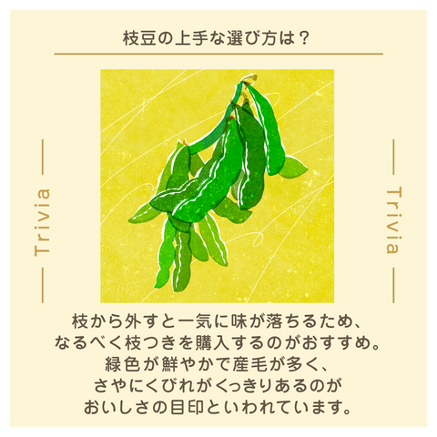 きょうの豆知識