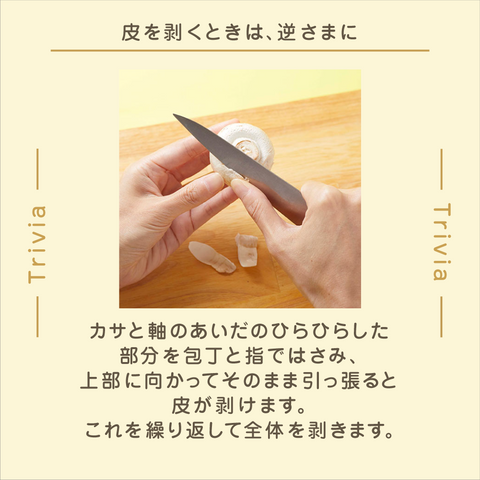 きょうの豆知識