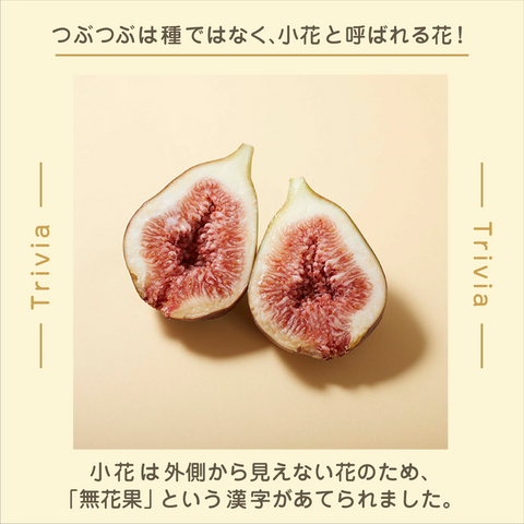 きょうの豆知識
