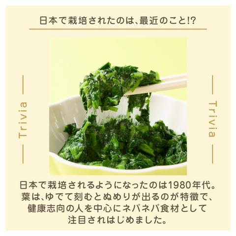 きょうの豆知識